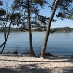 Borovice na břehu 1